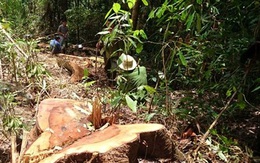 Báo cáo Thủ tướng vụ phá rừng nghiêm trọng ở Lâm Đồng