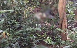 Phát hiện thi thể người đàn ông nghi bị sát hại trong rừng Sơn Trà