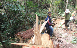 Vụ phá rừng pơ mu ở biên giới Quảng Nam: Kỷ luật nhiều cán bộ