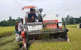 Kiểm tra 31 doanh nghiệp xuất khẩu gạo sang Trung Quốc
