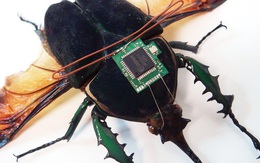 Cyborg Insect: Gắn chip lên lưng côn trùng, bắt chúng tuân theo mệnh lệnh của con người