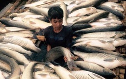 Vụ cá chết trên sông Bưởi: Đình chỉ​ hoạt động nhà máy 6 tháng