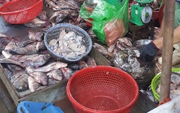 Hàng tấn cá ươn “leo” lên… bàn nhậu