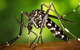 Virus Zika sẽ không còn đáng sợ nữa với phát hiện mới này