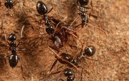 Phát hiện bầy đàn "siêu kiến", tổ trải dài tới 38 KILOMET
