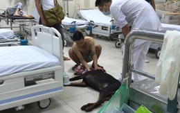 Chia sẻ của chàng trai bỏ lại người yêu để chở chú chó Doberman trọng thương đi cấp cứu