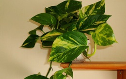 7 loại cây lọc thanh không khí nên trồng trong nhà để hỗ trợ sức khỏe