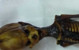 Bộ xương sinh vật giống người chỉ dài 15cm này vẫn làm các nhà khoa học đau đầu bao năm qua