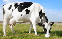 Toàn bộ ngành công nghiệp sữa thiệt hại 420 triệu USD bởi... một con bò đực