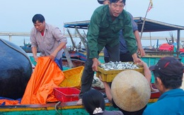 Nhộn nhịp cảng cá Cửa Nhượng