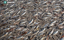 Cá Hồ Tây chết ngạt, cơ quan môi trường đang tìm xem có độc chất hay không