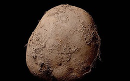 Bức ảnh củ khoai tây này trị giá tới 1 triệu USD
