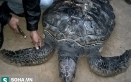 Bắt được rùa biển quý hiếm nặng 50kg có khắc chữ trên mai