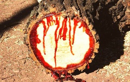 Không phải trò đùa ngày Halloween, loài cây kỳ lạ phun máu ra như người bị thương
