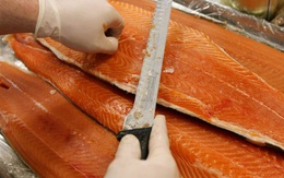 Cá hồi nuôi là thực phẩm độc hại nhất thế giới?