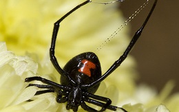 Phát hiện loại virus kỳ lạ mang gen của nhện độc Góa phụ đen