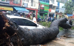 Cây cổ thụ cao 15m bất ngờ đổ ở Sài Gòn, một người bị thương