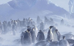 Sự thật gây sốc đằng sau những chú chim cánh cụt trông đáng yêu và tình cảm