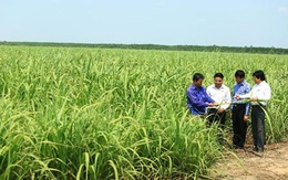 Đại gia Đặng Văn Thành 'gom' mía đường giải cứu bầu Đức