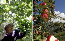 So sánh thú vị giữa thu hoạch trái cây tại Việt Nam và thế giới