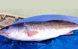 Ngư dân Bình Định vừa bắt được cá sủ vàng quý hiếm