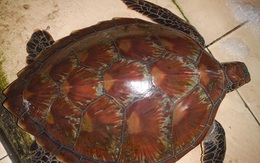 Rùa biển lạc vào đầm Lập An – Lăng Cô