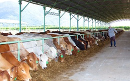 Không có chuyện Ngân hàng Nhà nước thanh tra Tập đoàn Hoàng Anh Gia Lai