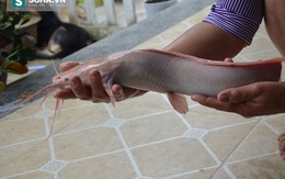 Phát hiện cá trê có màu trắng lạ ở Đà Nẵng