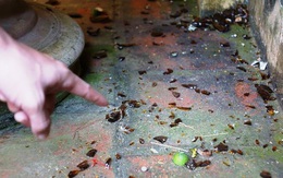 Nửa đêm, nhiều nhà dân bị kẻ xấu ném bom xăng