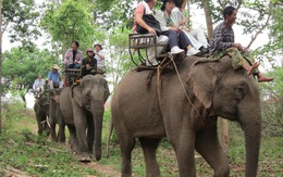Đề xuất mua voi Thái Lan làm du lịch