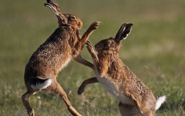Xem màn "tỷ võ chiêu thân" của loài thỏ rừng