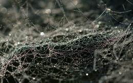 Phát minh ra tơ nhện có hoạt tính kháng sinh hỗ trợ làm lành vết thương