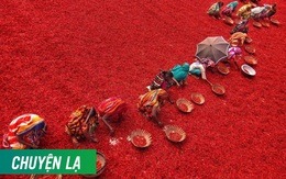 Mãn nhãn với những bức ảnh tuyệt đẹp trong mùa thu hoạch ớt ở Bangladesh