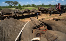 Hơn chục con voi nặng 4 tấn "trốn đi bụi" khiến đội kiểm lâm chật vật để đưa trở lại rừng