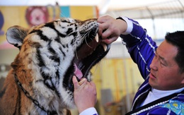 24h qua ảnh: Người huấn luyện thú banh miệng hổ khám răng ở Trung Quốc