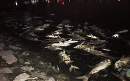 Trắng đêm thu dọn cá chết tại hồ Hoàng Cầu, Hà Nội