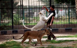 24h qua ảnh: Thót tim cảnh cho sư tử trắng ăn thịt ở Iraq