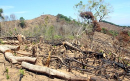 Vụ tàn phá gần 61 ha rừng tại Bình Định: Bắt tạm giam 2 nghi phạm