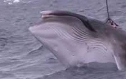 Hình ảnh tàu cá Nhật Bản săn cá voi bằng chất nổ gây phẫn nộ
