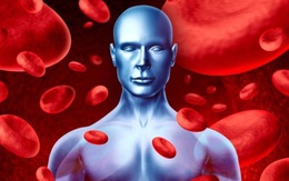 Máu tích nhiều độc có thể gây nhiều bệnh: 8 vị thuốc dễ kiếm thải độc máu hiệu quả