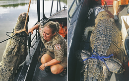 Hơn 100 con cá sấu khổng lồ dài hơn 4 mét bị bắt sống ngay tại khu vực câu cá nổi tiếng