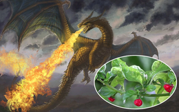 Hơi thở rồng - Loài ớt cay nhất thế giới nhưng lại không dùng để ăn!