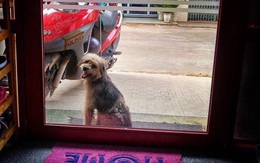 Xúc động chú chó bị bắt quay về tìm chủ cũ ở Biên Hòa sau 3 năm