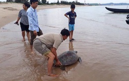 Ngư dân thả rùa biển "khủng" nặng hơn 50kg về biển