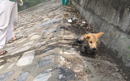 Chú chó bị chủ vứt xuống sông Tô Lịch vì mắc bệnh khó chữa