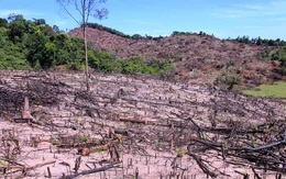 Phó bí thư huyện bị đề nghị kiểm điểm vụ phá rừng táo tợn