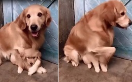 Clip chó mẹ không cho người chủ đụng vào chó con vì một lý do cảm động!