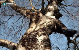 Những thân cây trên thế giới "dị" hơn cây gỗ giá 1 triệu USD ở Thanh Hóa