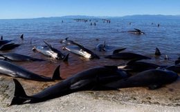 Lo ngại thi thể hơn 300 con cá voi sẽ nổ tung, New Zealand làm 2 việc cần kíp để đối phó