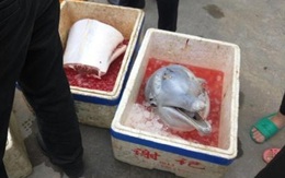 Người Trung Quốc gây phẫn nộ vì giết hại cá heo trắng ngoài đường